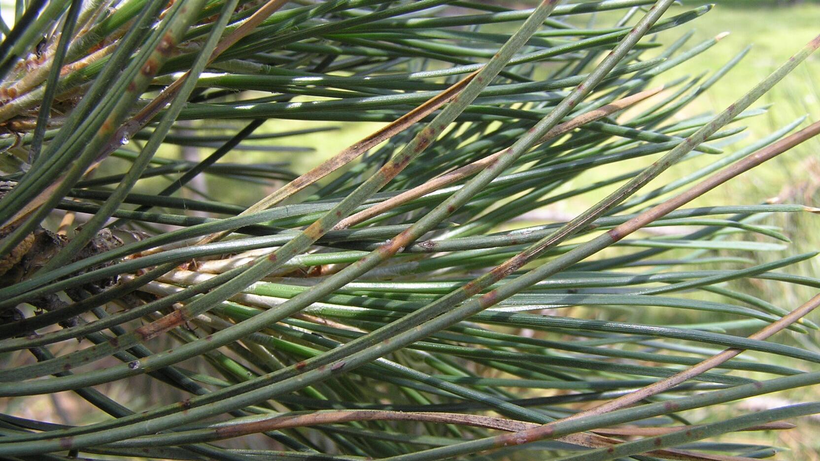 Sarah Browning: Time to tackle pine tree pest control